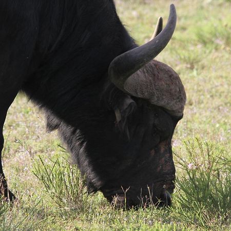 Indalu Game Reserve Boggomsbaai Extérieur photo