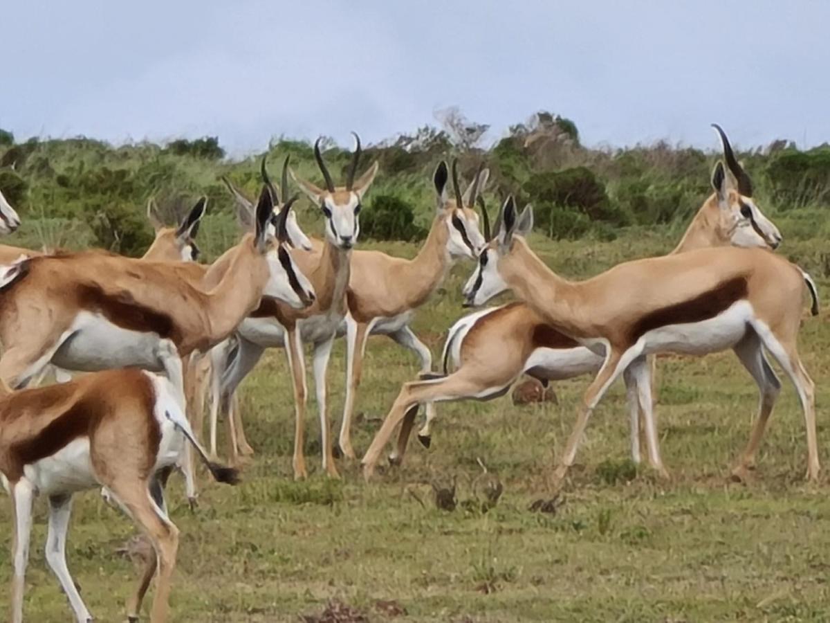 Indalu Game Reserve Boggomsbaai Extérieur photo