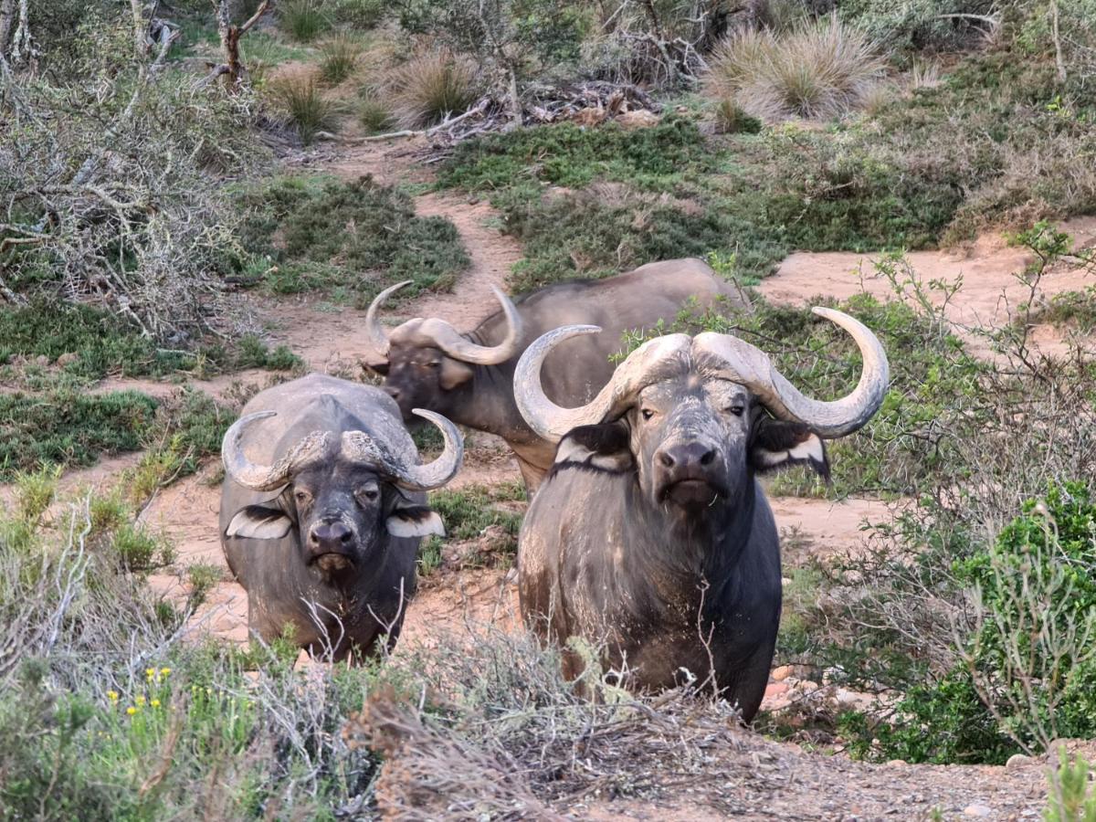 Indalu Game Reserve Boggomsbaai Extérieur photo