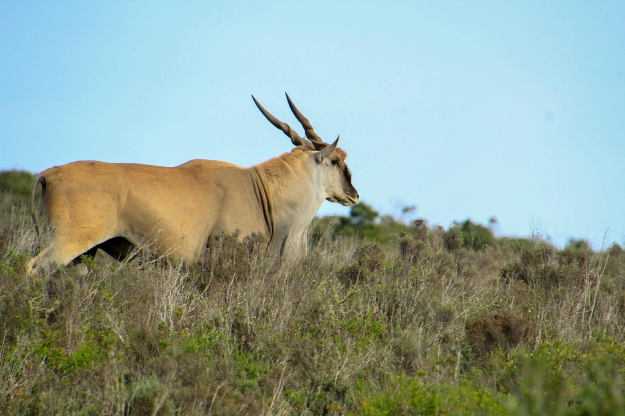 Indalu Game Reserve Boggomsbaai Extérieur photo