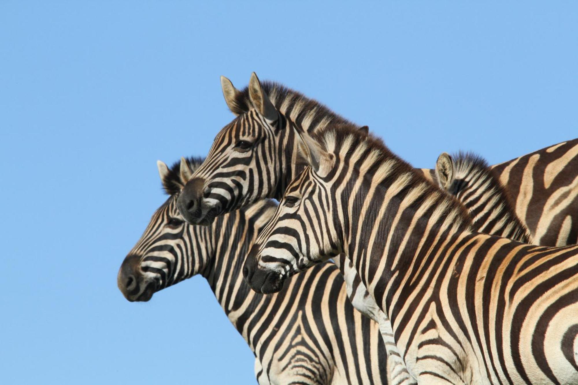 Indalu Game Reserve Boggomsbaai Extérieur photo